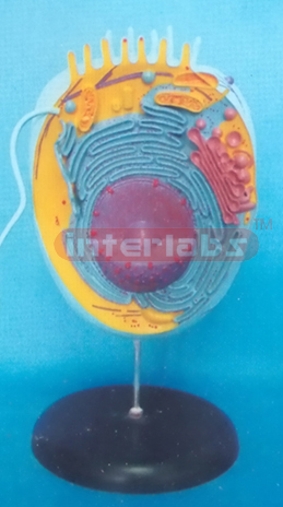 ANIMAL CELL MODEL